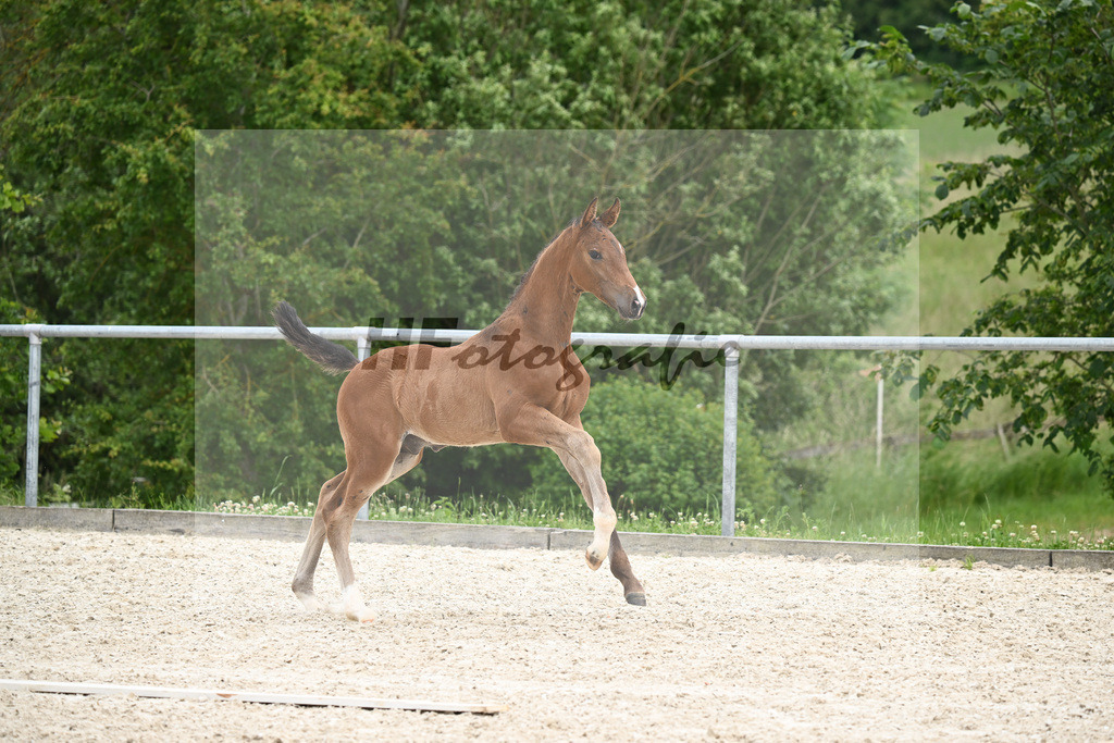 Conthalou x Catoki_HF_Lanzinner_20240861 | hf-fotografie - Realisiert mit Pictrs.com