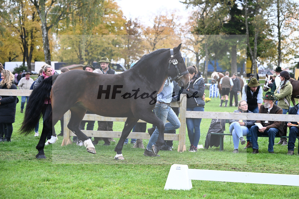 Kat-Nr. 44 Holunder v. Rupp_Maier_41251074 | hf-fotografie - Realizzato con Pictrs.com
