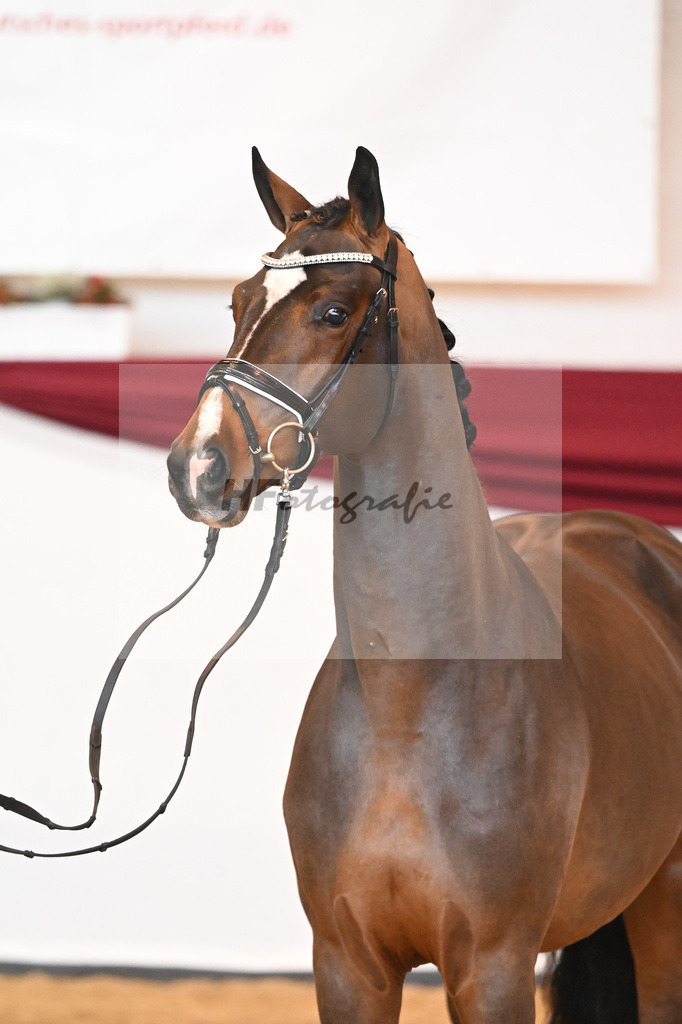 Kat-Nr. 61 v. Goldberg_Reglauer_66222013 | hf-fotografie - Realisiert mit Pictrs.com