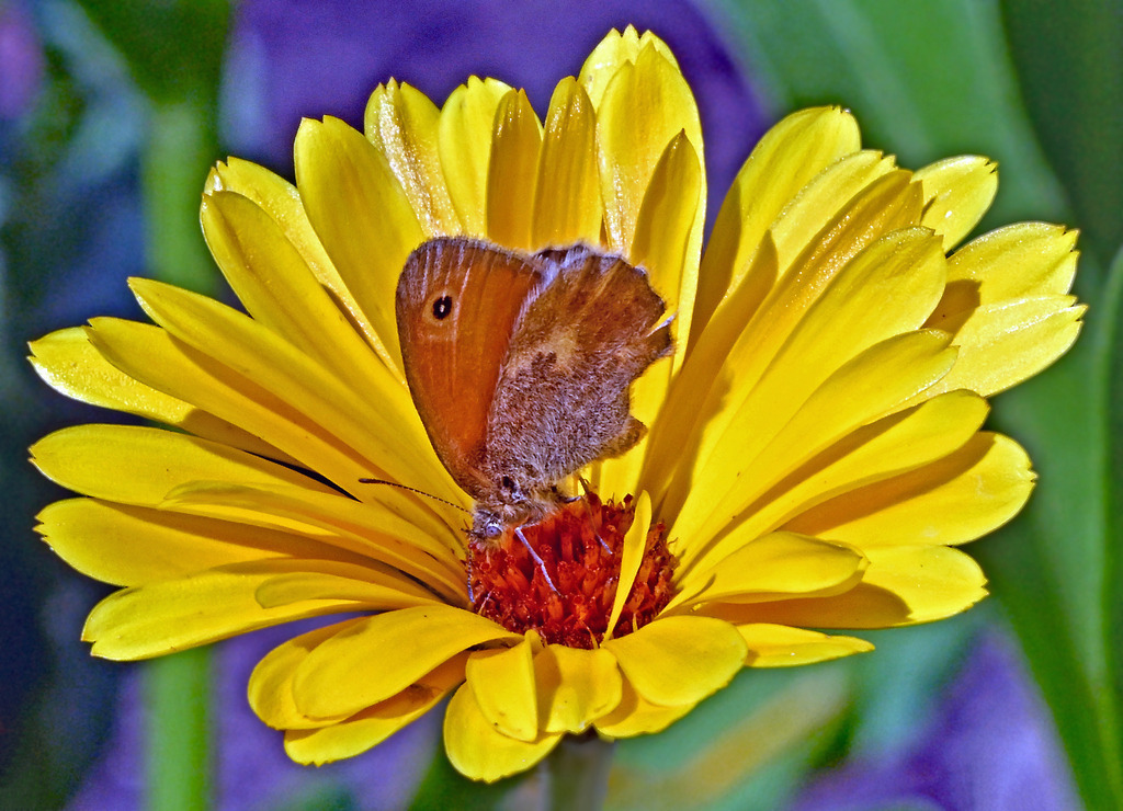 Kleines Wiesenvögelchen02-3 | lucisnaturbilder - Realisiert mit Pictrs.com