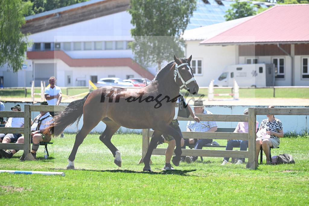 Kat-Nr. 62 Almrose v. Don Camillo_Ressle_18251069 | hf-fotografie - Realizzato con Pictrs.com