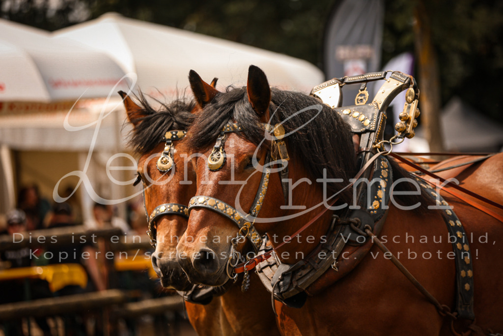 SoShow00244 | Leoni Ertmer Photography - Realisiert mit Pictrs.com