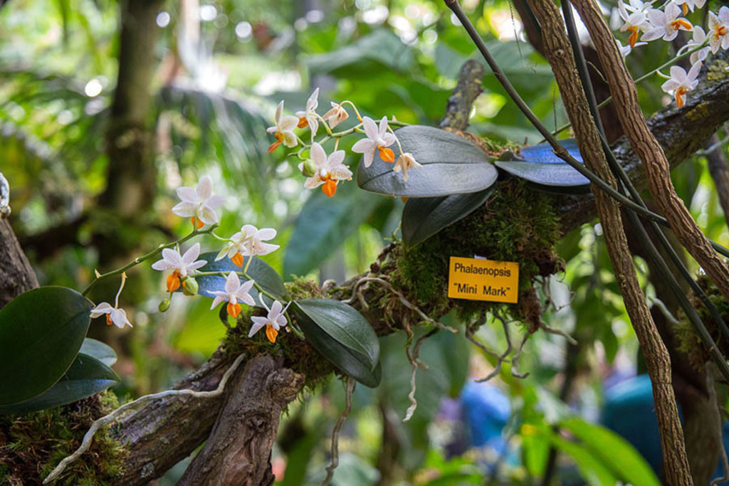 Orchideenschau im Botanischen Garten der Universität Leipzig | Entdecke über 20 Kategorien Leipzig-Motive: Foto-Downloads, hochwertige Poster, Leinwand- & Fine-Art-Prints. Jetzt Lieblingsfoto im Bildlexikon Leipzig Shop bestellen!