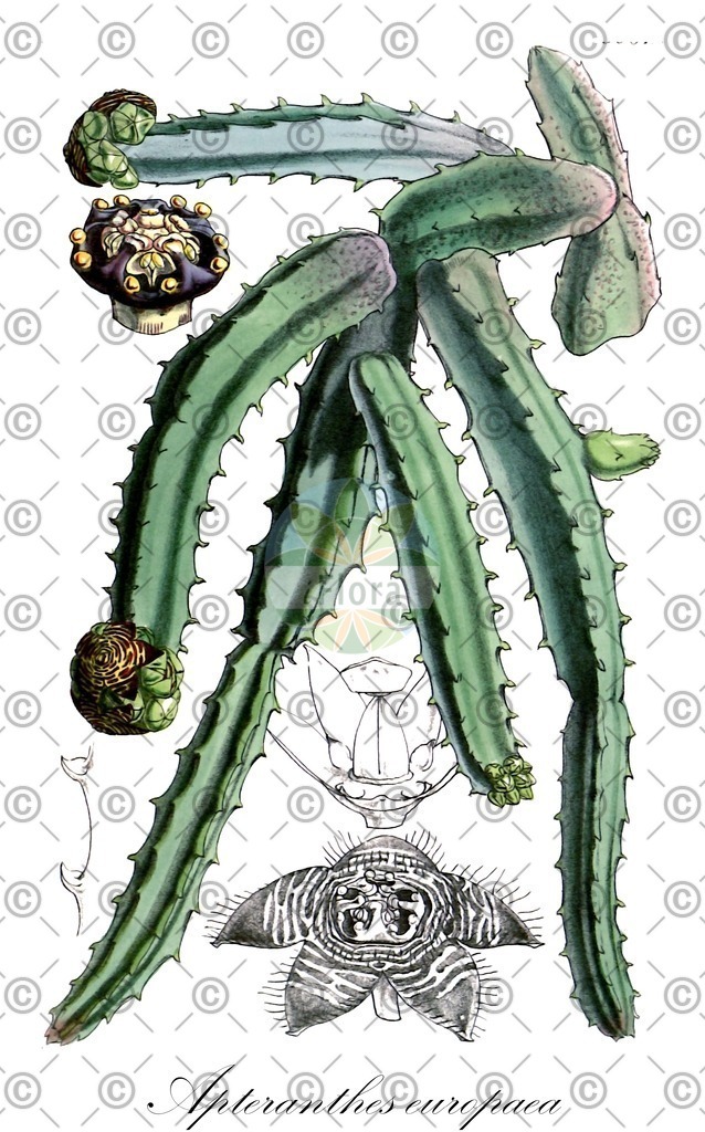 HistAbb_wfo-0000340452_1_ENZY_Simple | Historische Abbildung von Apteranthes europaea - Apocynaceae | Historical Illustration of Apteranthes europaea - Apocynaceae