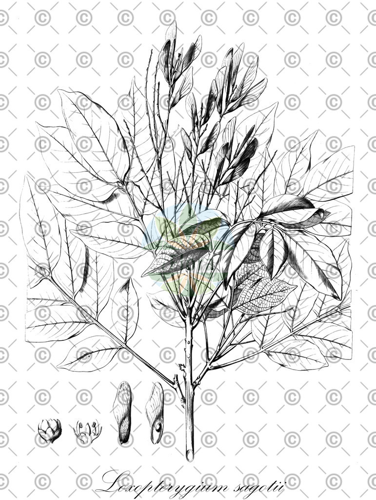 HistAbb_wfo-0001035044_2_ENZY_Simple | Historische Abbildung von Loxopterygium sagotii - Anacardiaceae | Historical Illustration of Loxopterygium sagotii - Anacardiaceae