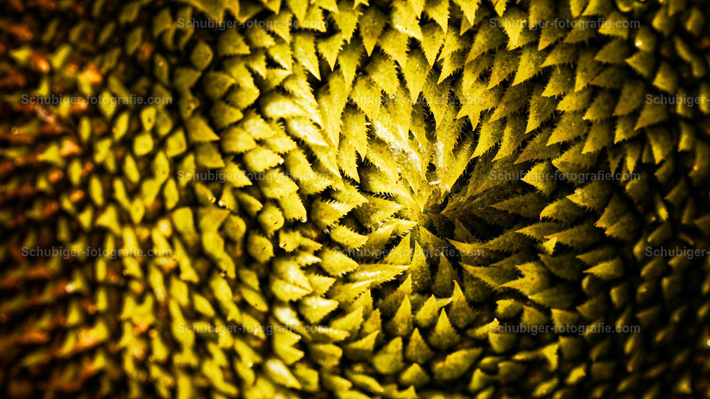 Sonnenblumenkerne | Die Gewöhnliche Sonnenblume, auch nur Sonnenblume genannt, ist eine Pflanzenart aus der Gattung der Sonnenblumen in der Familie der Korbblütler. Wikipedia - Realisiert mit Pictrs.com