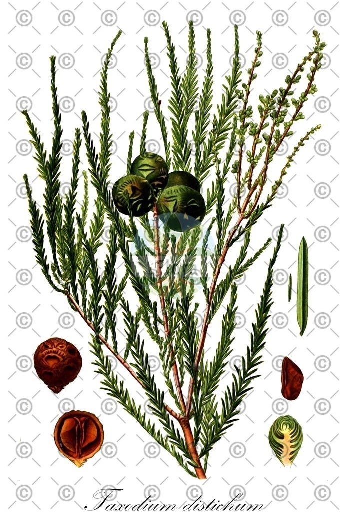 HistAbb_wfo-0001149126_1_ENZY_Simple | Historische Abbildung von Taxodium distichum - Cupressaceae (Zweizeilige Sumpfzypresse) | Historical Illustration of Taxodium distichum - Cupressaceae (swamp cypress;bald-cypress;american bald cypress;bald cypress;gulf cypress;red cypress;southern cypress;yellow cypress)