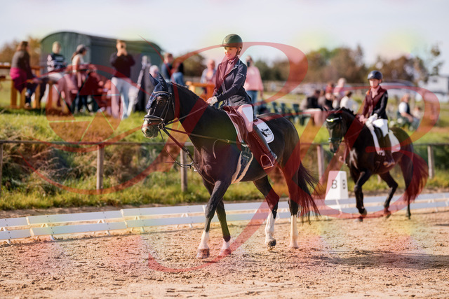 2026_10_03_Siefer-Hof_121331_Z81_13713512 | Professionelle Reitsport-, Turnier- und Eventfotografie von Robert Broda. Galerien mit ausgewählten und bearbeiteten Bildern direkt online ansehen und bestellen.
