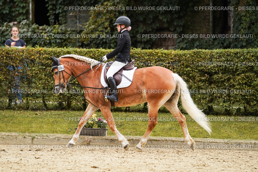 DSC00530 | Pferdegrafie