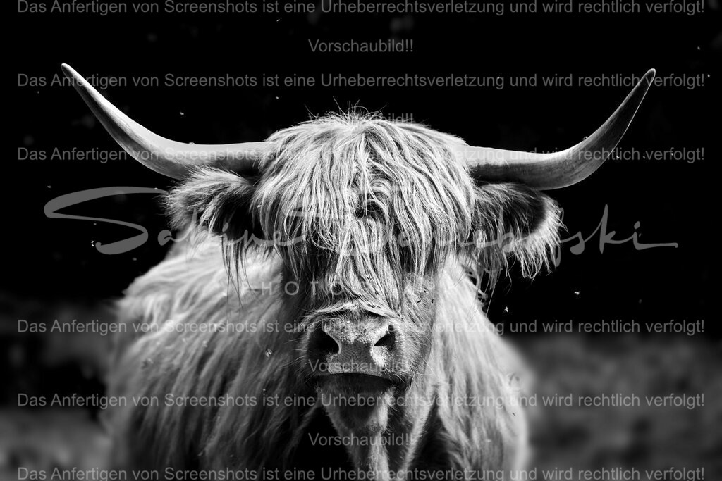 Wandbild Highlander in Schwarz Weiß | People- und Tierfotografie, Imageaufnahmen, Veranstaltungsfotografie und Wandbilder aus der Natur ★ Made in Germany ✔️ Druck + Downloads ✔️ Naturfotografie in Top Qualität ★ schneller Versand, weltweite Lieferung! - Realisiert mit Pictrs.com