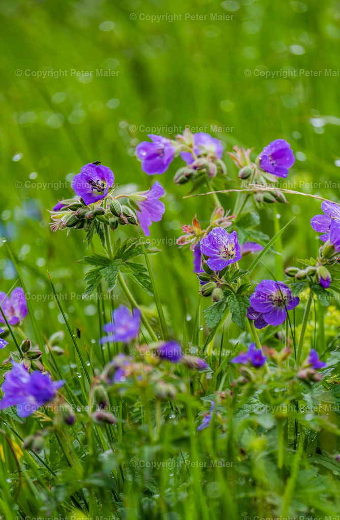 Wanderung zu den Steinböcken NPHT-14 | piet_flosse