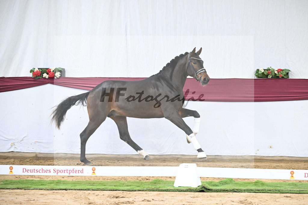 Kat-Nr. 139 Escolar x Rubin-Royal_2M2 Horese I Bastad AB_47250333 | hf-fotografie - Realizzato con Pictrs.com