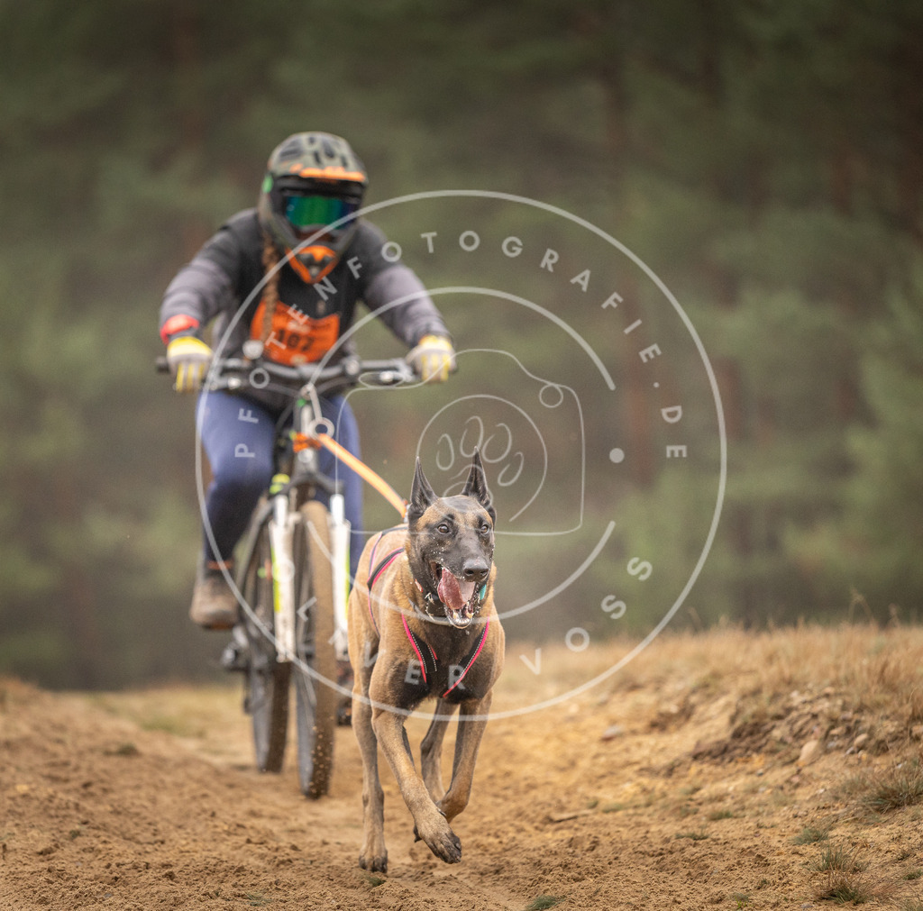 Pfotenfotografie_DV3A3203 | Hundefotografie, Tierfotograf, Pfotenfotografie, Fotoshooting Hund, Hunde Portrait, Hundesport, Hundeportraits, Heideshooting, Hunde, Sportfotograf, Hundefotograf, Turnierhundsport, THS,  - Realisiert mit Pictrs.com