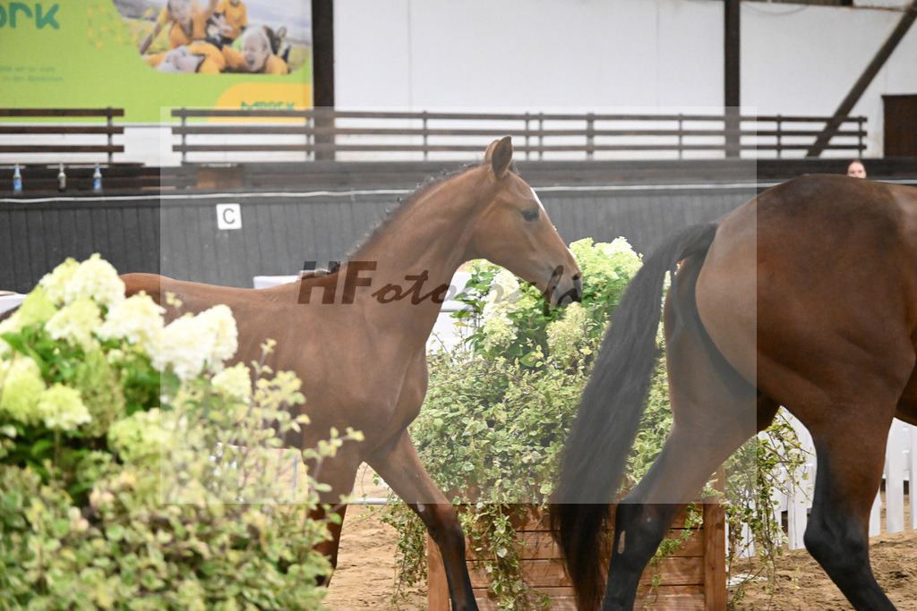 Fohlenauktion Next Chance_49220670 | hf-fotografie - Realisiert mit Pictrs.com