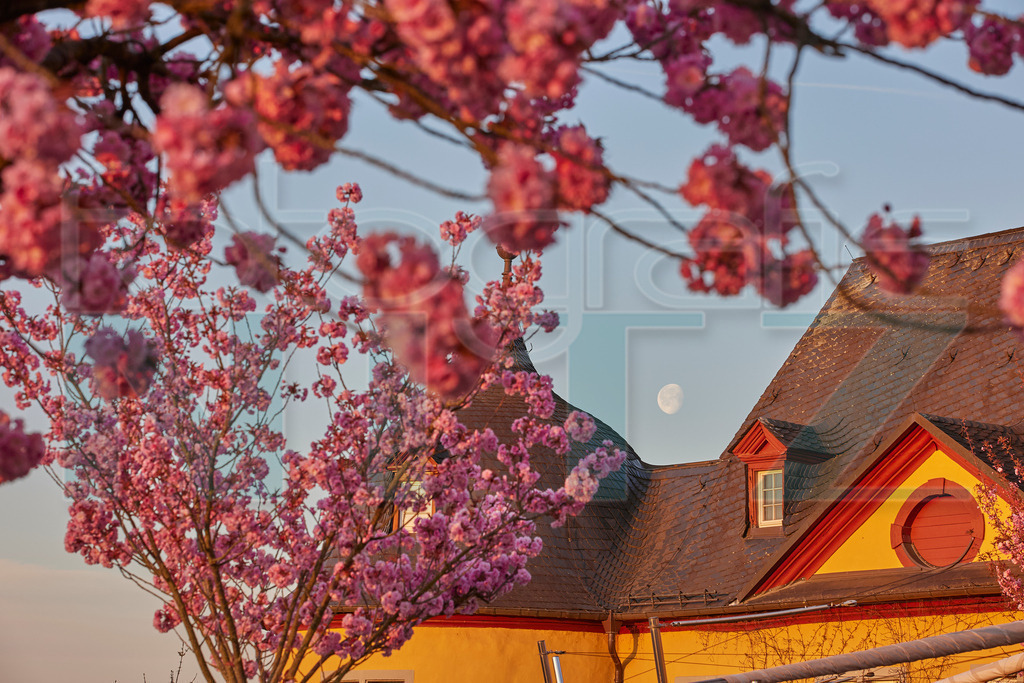 2022-04-20 06-43-44_543A0804 | Nitz Fotografie aus Montabaur bietet Ihnen hier die Möglichkeit Bilder auszusuchen und zu bestellen. 