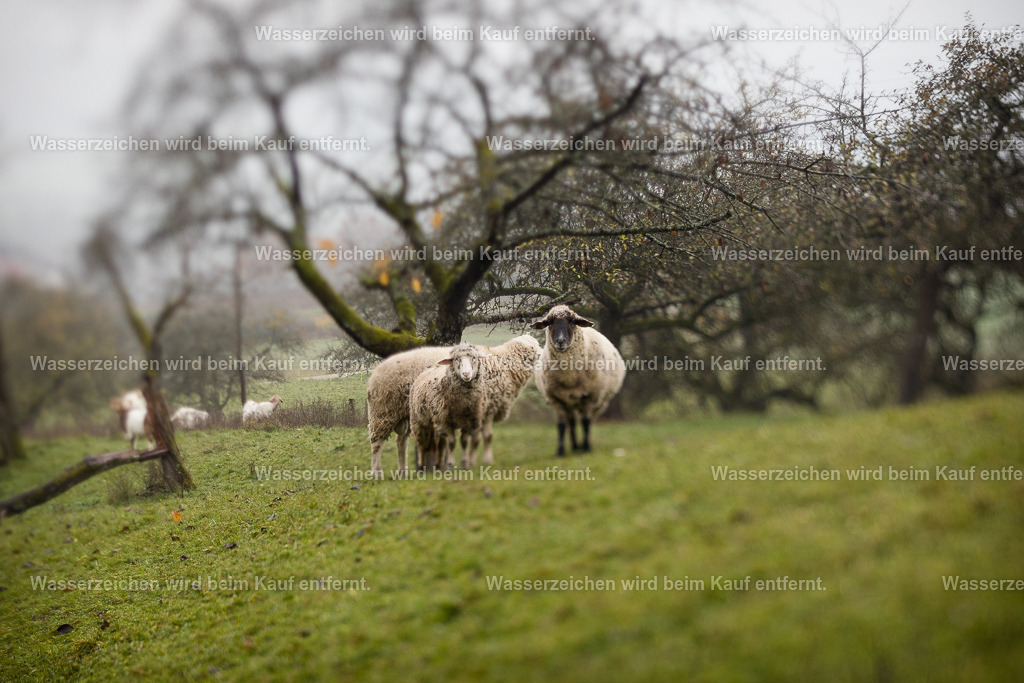 Vertraute Heimat | Die Botschaft zum Bild lautet: Fühle dich hier gehalten. Finde deine Wurzeln in diesem Bild, selbst wenn du ganz woanders herkommst. Doch dieses Bild vermittelt dir eine vertraute Heimat. Und jetzt ist es so wichtig, diese Heimat zu spüren und die Kraft aus deinen Wurzeln für dein Leben fließen zu lassen.