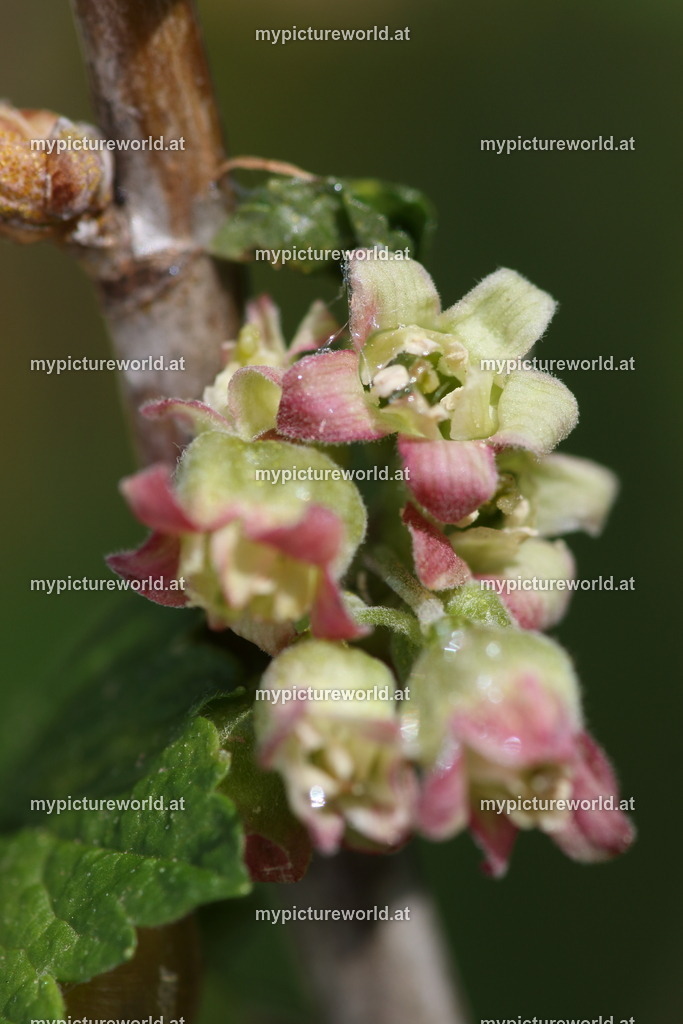 Schwarze Johannisbeere-008 | Das Bilderarchiv über Tiere, Planzen und Landschaften. In der Bilddatenbank finden Sie ein große Auswahl an hochwertigen Bilder für Ihre Werbung - Realisiert mit Pictrs.com