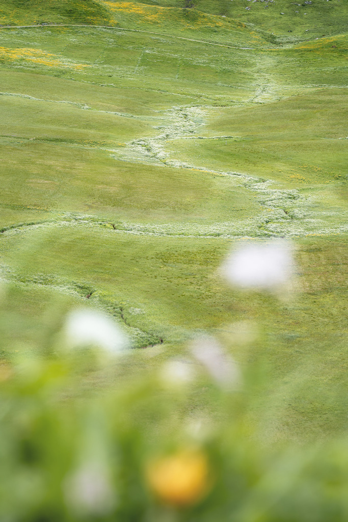 Mäander im Blumenmeer | Im Toggenburg auf einer Alp schlängelt sich ein kleines Bäckchen den Weg durch die Wiese. - Realisiert mit Pictrs.com
