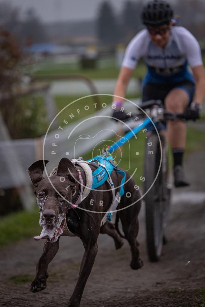 CaniXpix_0L8A0610 | Hundefotografie, Tierfotograf, Pfotenfotografie, Fotoshooting Hund, Hunde Portrait, Hundesport, Hundeportraits, Heideshooting, Hunde, Sportfotograf, Hundefotograf, Turnierhundsport, THS,  - Realisiert mit Pictrs.com