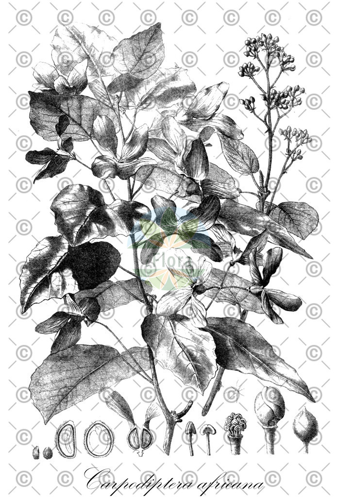 HistAbb_wfo-0000588323_1_ENZY_Simple | Historische Abbildung von Carpodiptera africana - Malvaceae | Historical Illustration of Carpodiptera africana - Malvaceae