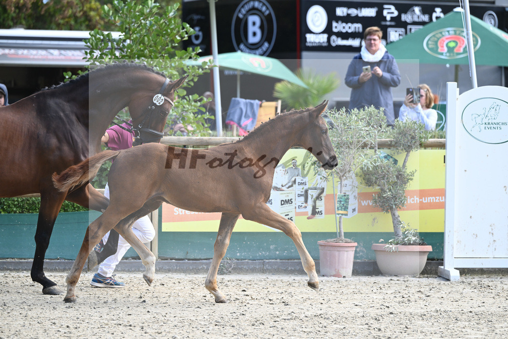 Fohlenauktion Next Chance_49220075 | hf-fotografie - Realisiert mit Pictrs.com