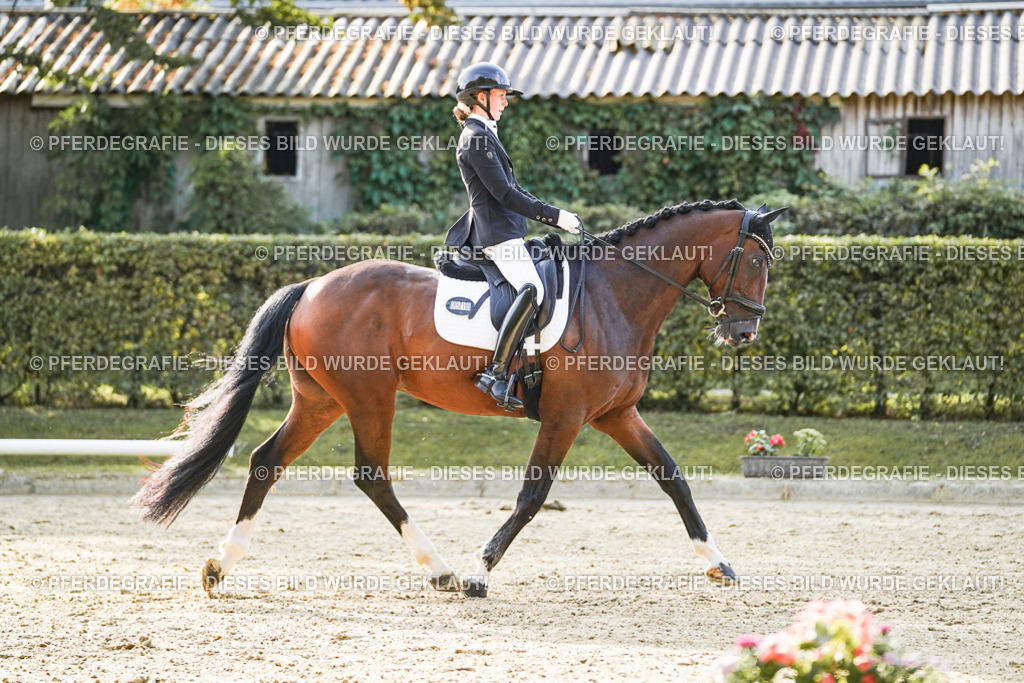 DSC05169 | Pferdegrafie