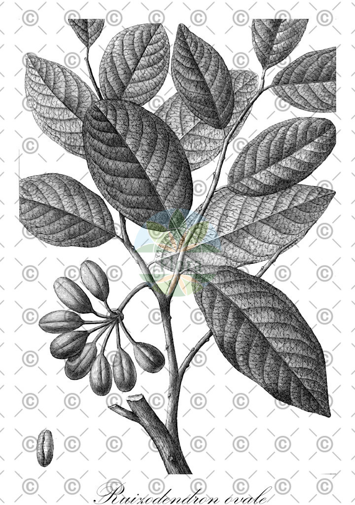 HistAbb_wfo-0000403595_1_ENZY_Simple | Historische Abbildung von Ruizodendron ovale - Annonaceae | Historical Illustration of Ruizodendron ovale - Annonaceae