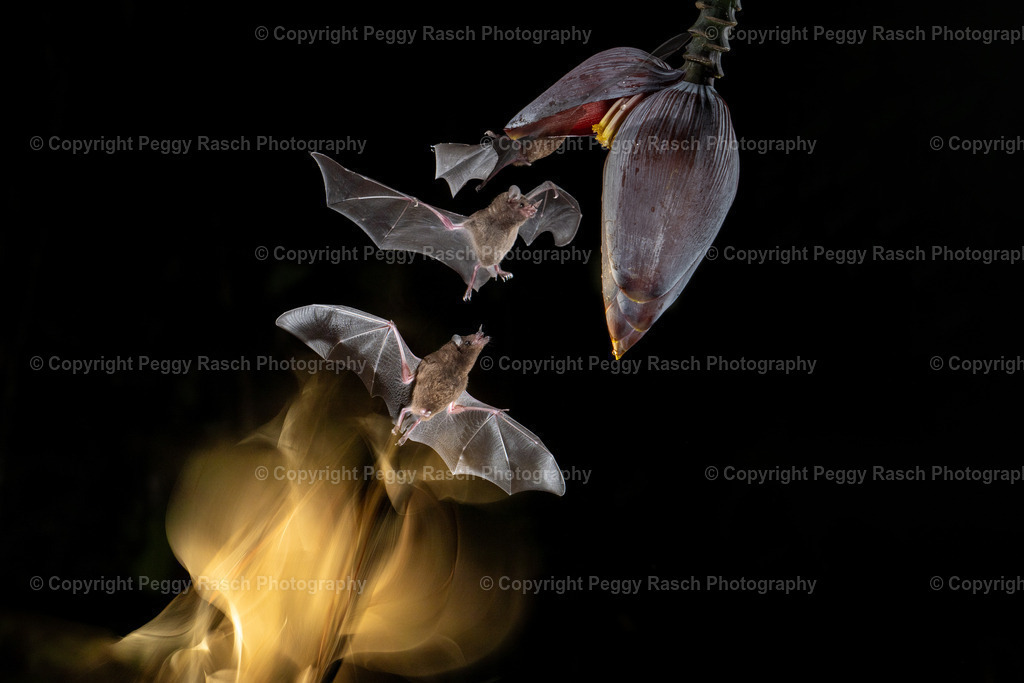 Fledermäuse (5) | PeggyRaschPhotography - Realisiert mit Pictrs.com