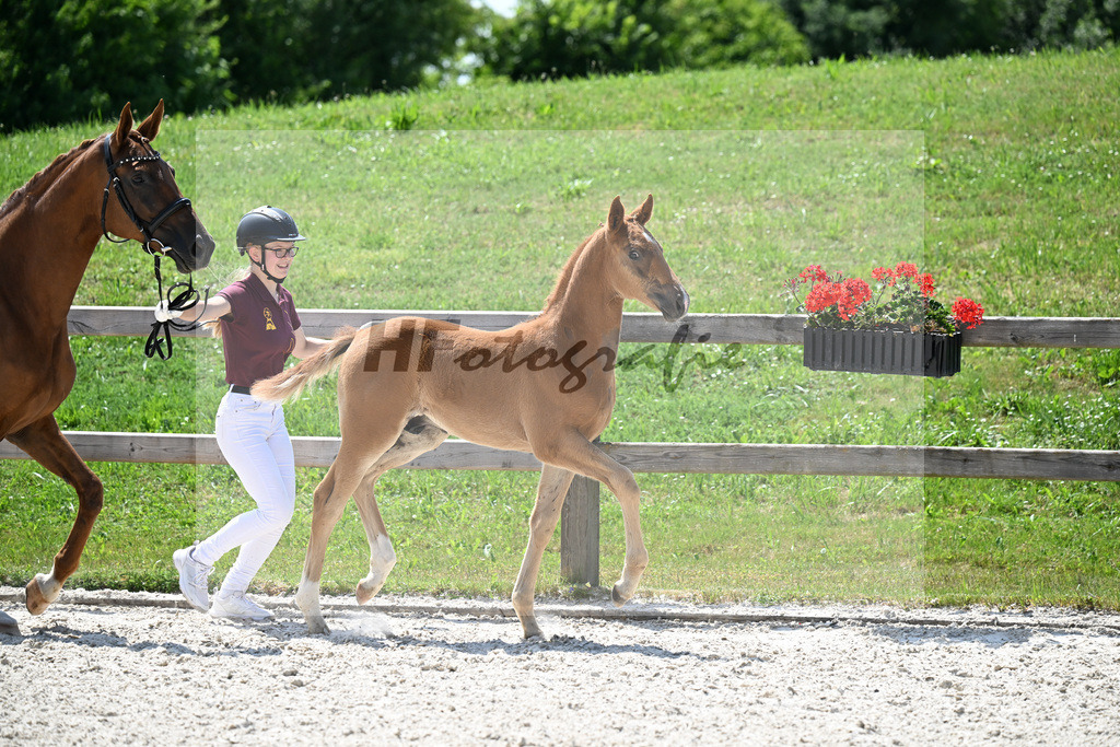 Kat-Nr. 17 Va Bene x Quantensprung_HF_Feigl_15250973 | hf-fotografie - Realisiert mit Pictrs.com
