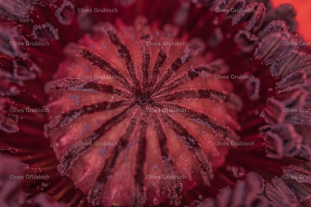 Makro vom Mohn | Lila Lubbenbomm - Artwork by Ines Grubisch - Realisiert mit Pictrs.com