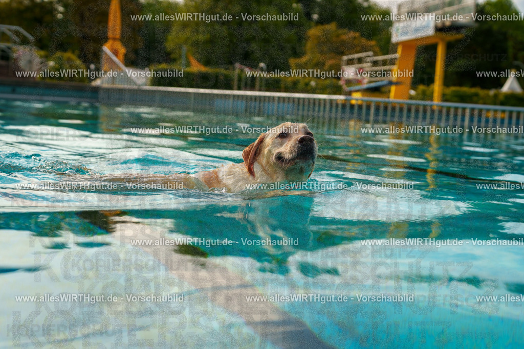 Hundeschwimmen_Grefrath_2026-allesWIRTHgut_Tierfotografie-09_26-7R502303 | Professionelle Tierfotografie in Mönchengladbach von Daniel Wirth (allesWIRTHgut). Liebevolle & natürliche Bilder von Hunden & Katzen für unvergessliche Erinnerungen.
