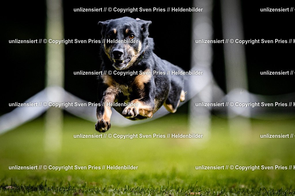 Sven Pries | 2025-10-03 - Hunderennen Obergrombach - Realisiert mit Pictrs.com