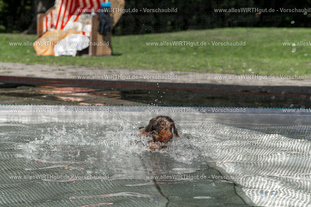 Hundeschwimmen_Volksbad_2026-allesWIRTHgut_Tierfotografie-2609061343-FAY06835 | Professionelle Tierfotografie in Mönchengladbach von Daniel Wirth (allesWIRTHgut). Liebevolle & natürliche Bilder von Hunden & Katzen für unvergessliche Erinnerungen.