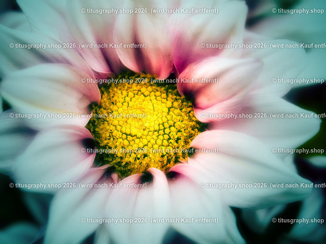 titusgraphy-P6100535_var-136 | Fotokunstarbeit aus der INSTAGRAM-Gallerie auf titusgraphy.eu - Realisiert mit Pictrs.com