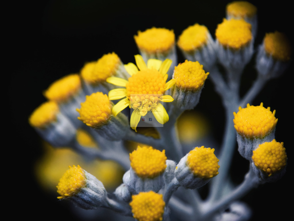 Makro - floral (72) | Buche Fotoshootings und entdecke hochwertige Fotoprodukte bei Mathias Ku Photos. Personalisiert, kreativ & mit Liebe zum Detail. Jetzt informieren! - Realisiert mit Pictrs.com