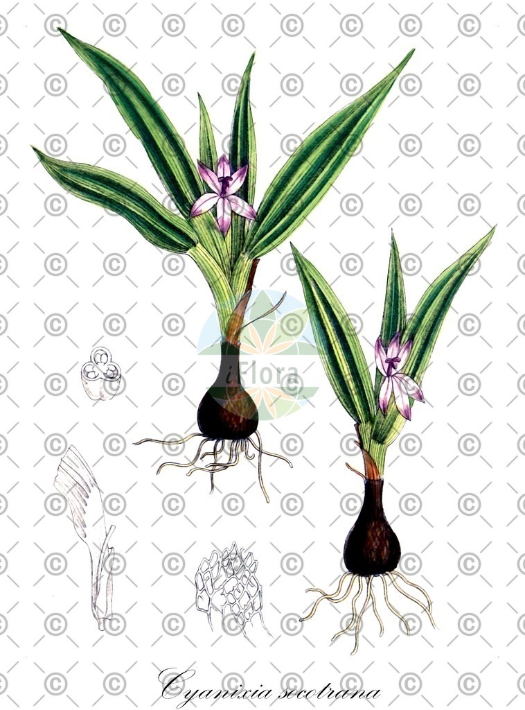 HistAbb_wfo-0000366349_1_ENZY_Simple | Historische Abbildung von Cyanixia socotrana - Iridaceae | Historical Illustration of Cyanixia socotrana - Iridaceae