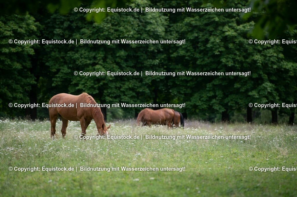 20210712_Pferd-auf-Weide_0008 | Foto: Thomas Hartig