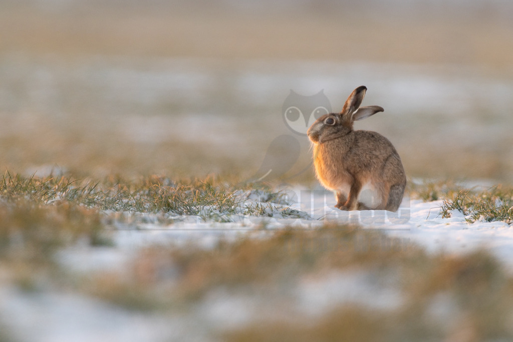 R5M29823_20260111 | Ein Feldhase (Lepus europaeus) sitzt auf einem teilweise schneebedeckten Feld. Das Tier ist von der Seite zu sehen, blickt nach rechts und ist von der tief stehenden Sonne in warmes, goldenes Licht getaucht. Der Hintergrund ist unscharf und zeigt weitere schneebedeckte Flächen und trockene Gräser. Es ist keine Interaktion zu erkennen. - Realisiert mit Pictrs.com