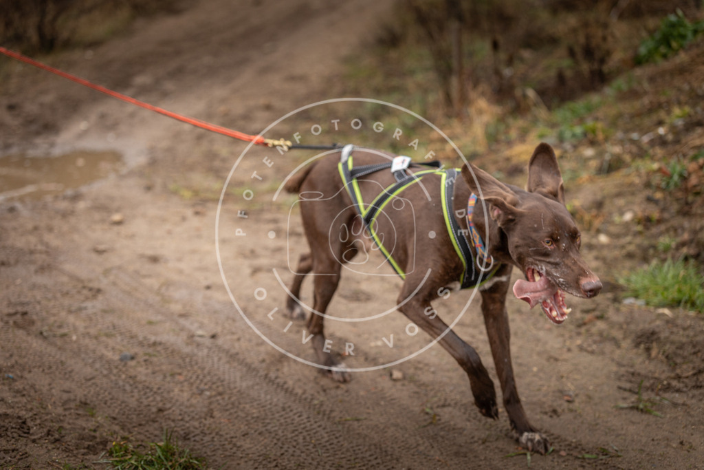 DV3A9455 | Hundefotografie, Tierfotograf, Pfotenfotografie, Fotoshooting Hund, Hunde Portrait, Hundesport, Hundeportraits, Heideshooting, Hunde, Sportfotograf, Hundefotograf, Turnierhundsport, THS,  - Realisiert mit Pictrs.com