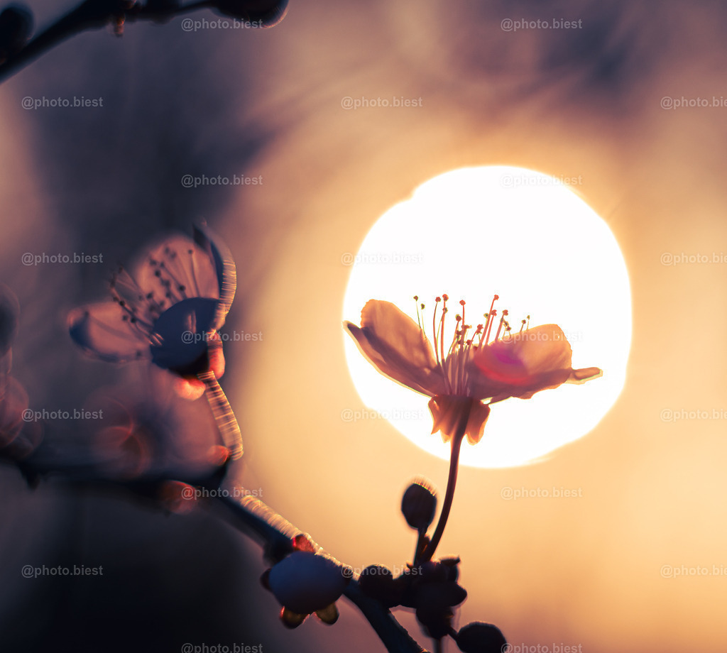 Sonnenblüte | Die Blüte einer Kirschpflaume im Sonnenglanz. - Realisiert mit Pictrs.com