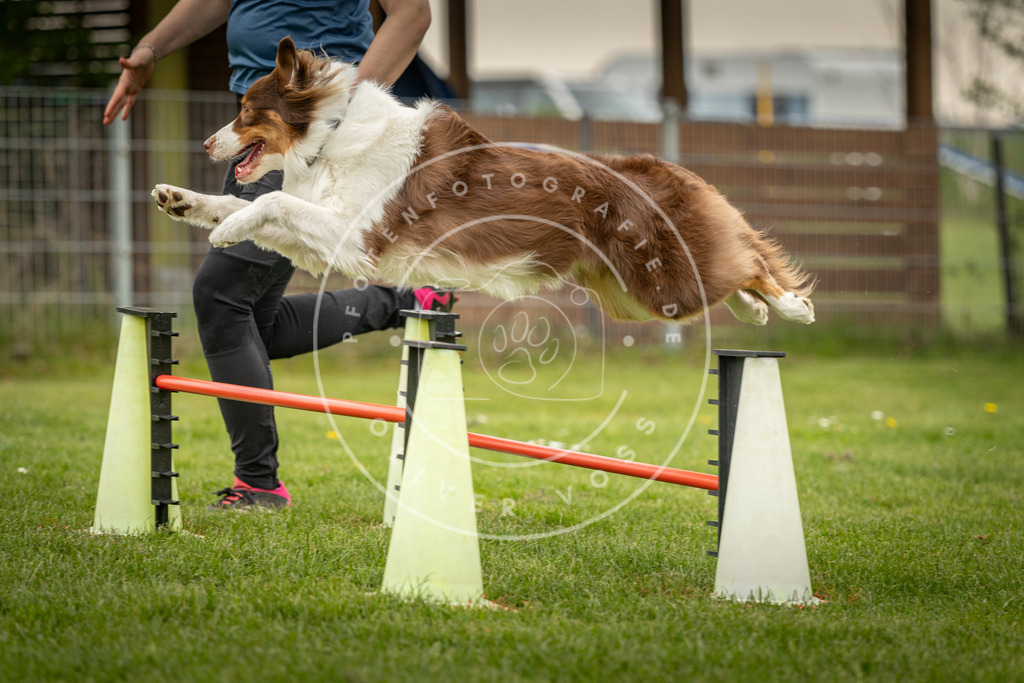 Pfotenfotografie_DV3A1561 | Hundefotografie, Tierfotograf, Pfotenfotografie, Fotoshooting Hund, Hunde Portrait, Hundesport, Hundeportraits, Heideshooting, Hunde, Sportfotograf, Hundefotograf, Turnierhundsport, THS,  - Realisiert mit Pictrs.com
