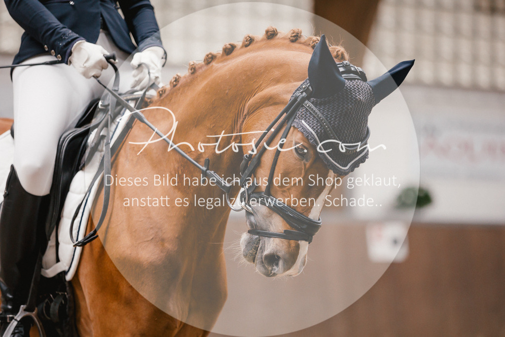 3I6A6730 | Stimmungsvolle Portraits und Reitsportfotografie im Ruhrgebiet und im Münsterland.

Pferdefotografie, Hundefotografie, Tierfotografie, Reportagen, Portraits von Tier und Mensch, Turnierfotografie in Bochum, Recklinghausen, Marl, Haltern am See, Dülmen.. - Realisiert mit Pictrs.com