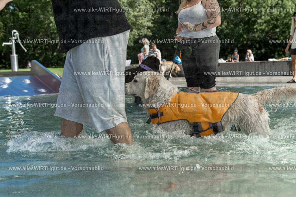 Hundeschwimmen_Volksbad_2026-allesWIRTHgut_Tierfotografie-2609061339-7R500869 | Professionelle Tierfotografie in Mönchengladbach von Daniel Wirth (allesWIRTHgut). Liebevolle & natürliche Bilder von Hunden & Katzen für unvergessliche Erinnerungen.