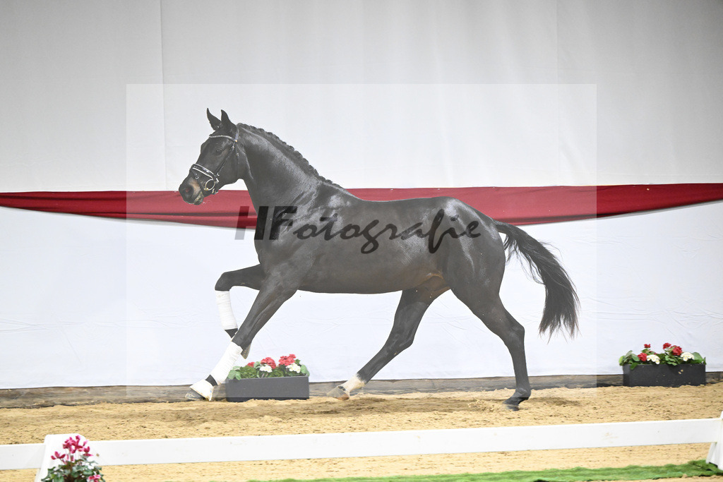 Kat-Nr. 51 v. Escamillo_Casper_63221336 | hf-fotografie - Realizzato con Pictrs.com