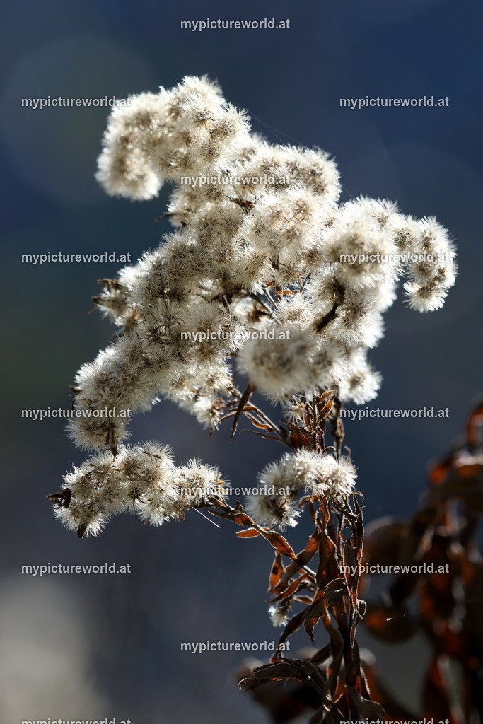 Kanadische Goldrute-005 | Das Bilderarchiv über Tiere, Planzen und Landschaften. In der Bilddatenbank finden Sie ein große Auswahl an hochwertigen Bilder für Ihre Werbung - Realized with Pictrs.com