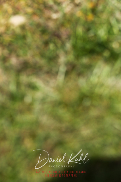 DKP43124 | Turniersportfotografie; Pferdefotografie; Dressurfotografie