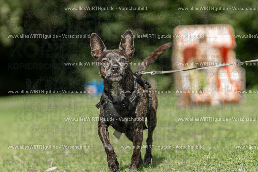 Hundeschwimmen_Volksbad_2026-allesWIRTHgut_Tierfotografie-2609061526-7R501539 | Professionelle Tierfotografie in Mönchengladbach von Daniel Wirth (allesWIRTHgut). Liebevolle & natürliche Bilder von Hunden & Katzen für unvergessliche Erinnerungen.