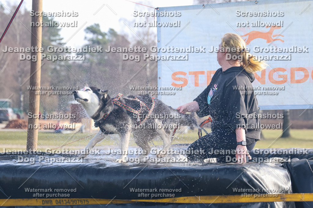 Dog Paparazzi - Strongdog North Mrz26-554 | Dog Paparazzi Jeanette Grottendiek Fotografie & Videografie - Realisiert mit Pictrs.com