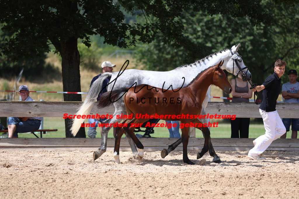 Fohlenschau_Schwäbisch_Hall_springbetonte_Fohlen_KN 24_2 | lmwpictures - Realisiert mit Pictrs.com