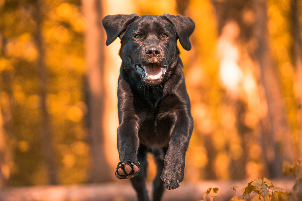 allesWIRTHgut Tierfotografie - 20210426-_AWG2022 | Professionelle Tierfotografie in Mönchengladbach von Daniel Wirth (allesWIRTHgut). Liebevolle & natürliche Bilder von Hunden & Katzen für unvergessliche Erinnerungen.